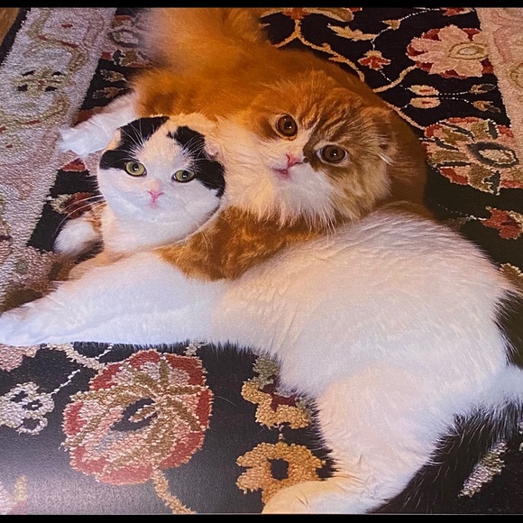 Meet your Posher, JB - Picture 2 of 3